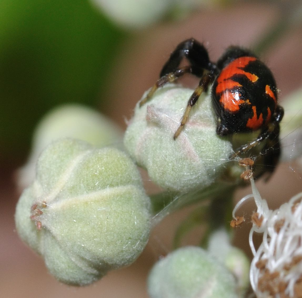 Synema globosum